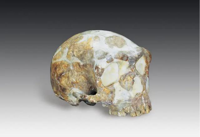 ​山海经有什么奇花异草（胆小勿入这些人头骨） 第1张