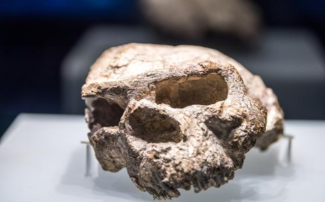 ​山海经有什么奇花异草（胆小勿入这些人头骨） 第2张