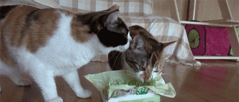 32张超级搞笑图片集,保证让你笑破肚皮!尤其是倒数第二张! 第11张 32张超级搞笑图片集,保证让你笑破肚皮!尤其是倒数第二张! 第11张