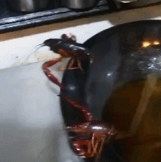 32张超级搞笑图片集,保证让你笑破肚皮!尤其是倒数第二张! 第19张 32张超级搞笑图片集,保证让你笑破肚皮!尤其是倒数第二张! 第19张