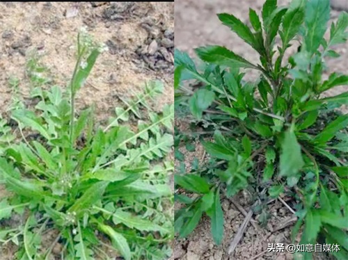 ​千万别乱挖！这几种“假荠菜”和荠菜长得很像，吃了会让你尴尬 第6张