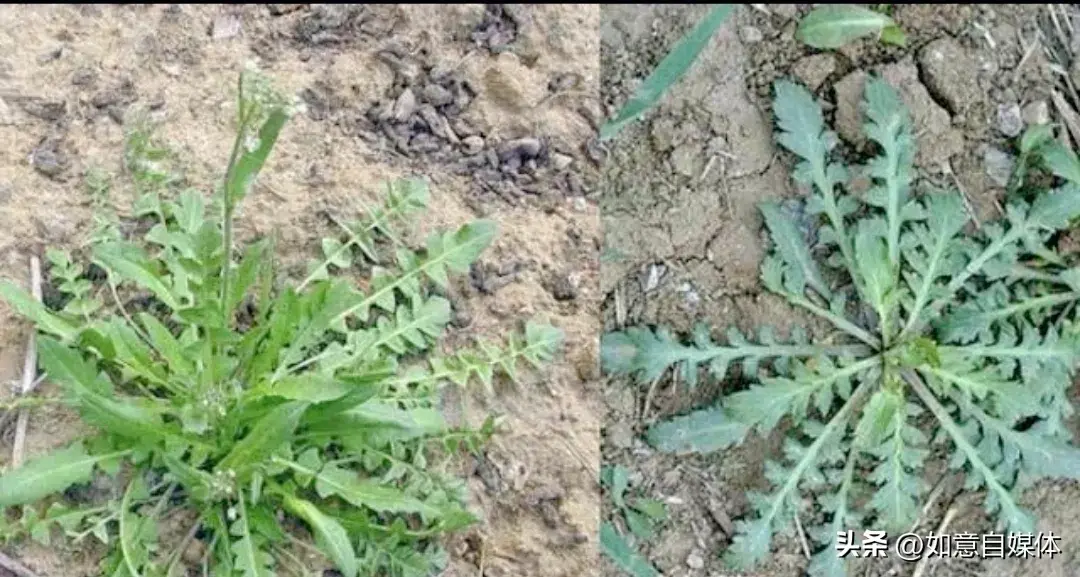 ​千万别乱挖！这几种“假荠菜”和荠菜长得很像，吃了会让你尴尬 第2张