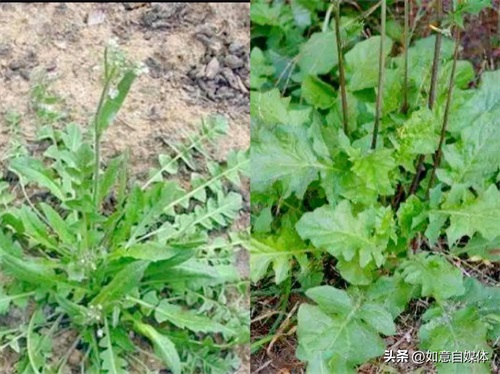 ​千万别乱挖！这几种“假荠菜”和荠菜长得很像，吃了会让你尴尬 第4张