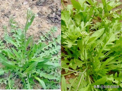 ​千万别乱挖！这几种“假荠菜”和荠菜长得很像，吃了会让你尴尬 第1张