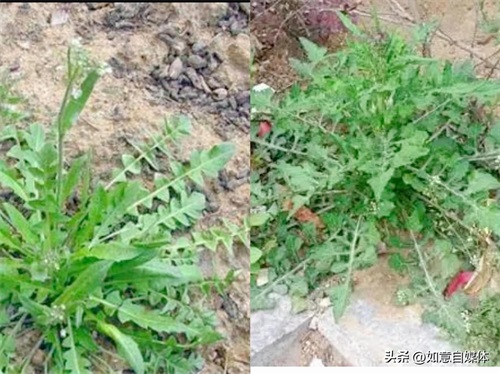 ​千万别乱挖！这几种“假荠菜”和荠菜长得很像，吃了会让你尴尬 第5张