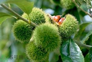 ​吃板栗有哪些好处?板栗的功效与作用 第1张