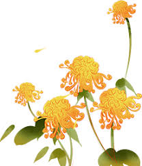 重阳节赏菊习俗与哪位古代诗人有关 第1张 重阳节赏菊习俗与哪位古代诗人有关 第1张