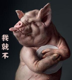 ​关于猪的表情包合集 第7张