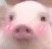 ​关于猪的表情包合集 第5张