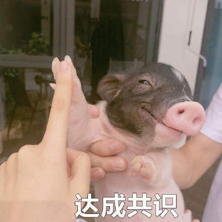 ​关于猪的表情包合集 第1张