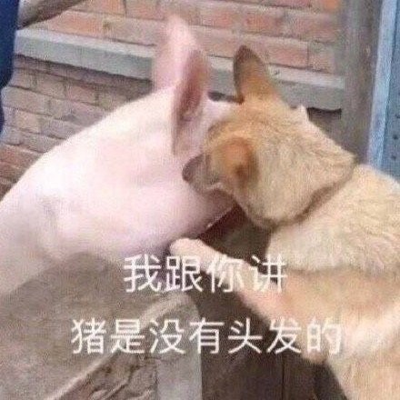 ​关于猪的表情包合集 第3张