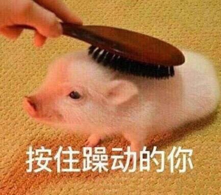 ​关于猪的表情包合集 第8张
