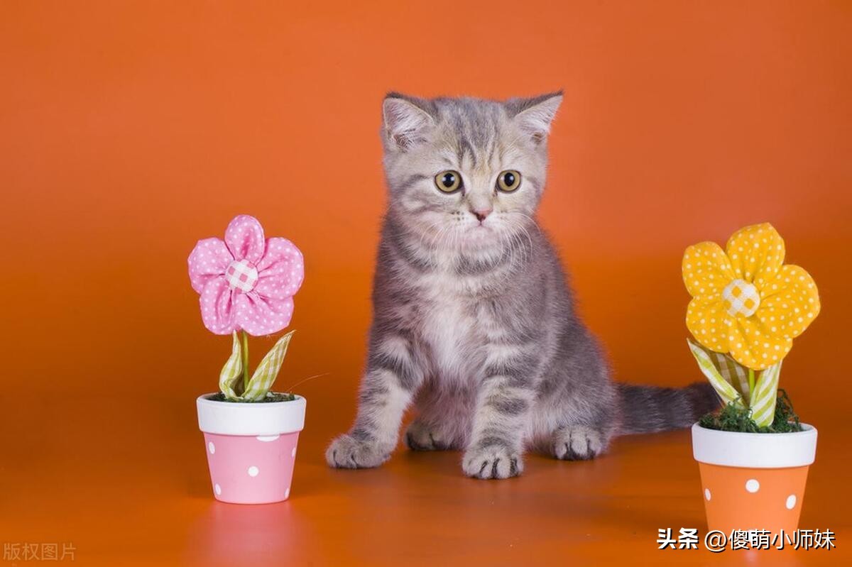 新手养猫秘籍:从手忙脚乱到温馨相伴的三大攻略!你准备好了吗? 第2张 新手养猫秘籍:从手忙脚乱到温馨相伴的三大攻略!你准备好了吗? 第2张