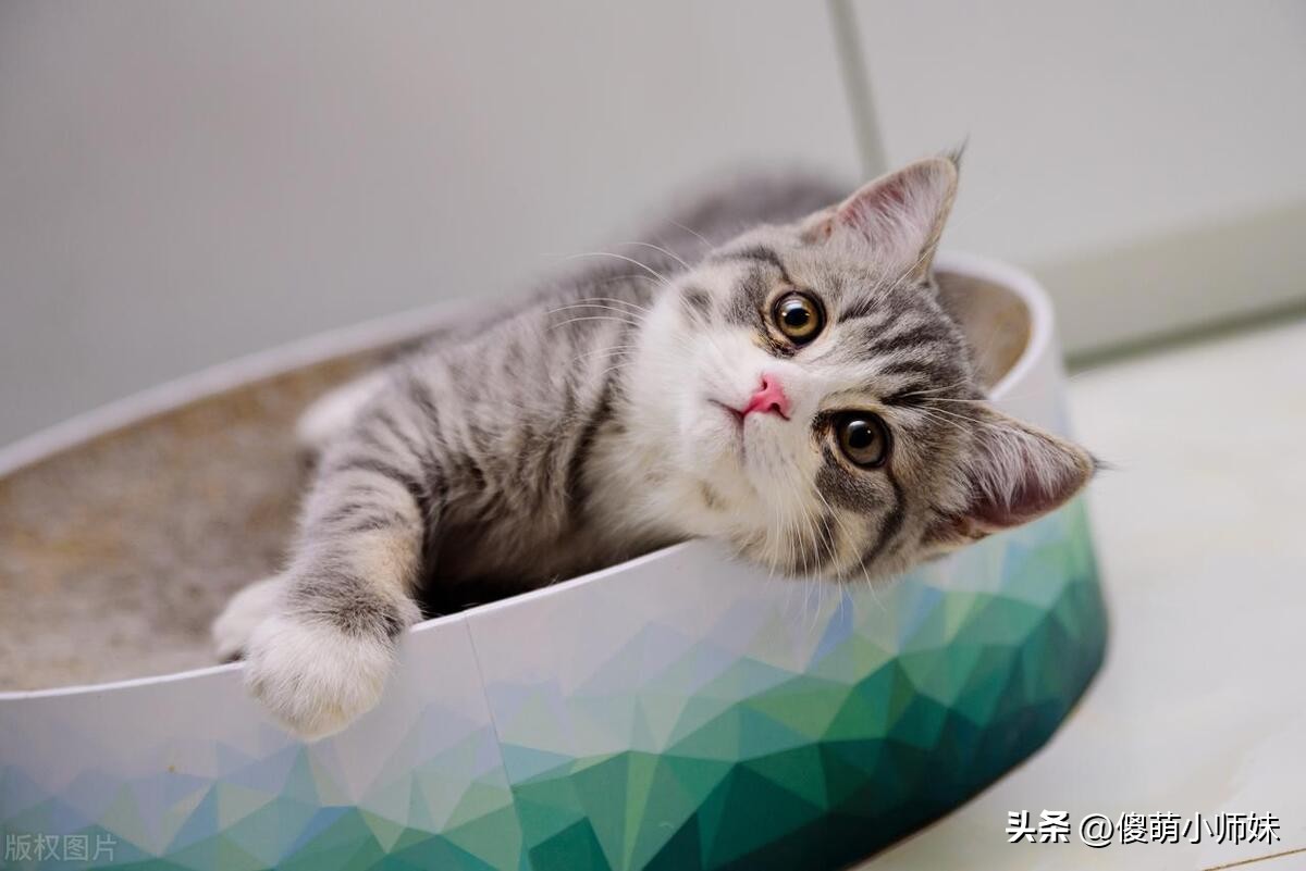 新手养猫秘籍:从手忙脚乱到温馨相伴的三大攻略!你准备好了吗? 第3张 新手养猫秘籍:从手忙脚乱到温馨相伴的三大攻略!你准备好了吗? 第3张