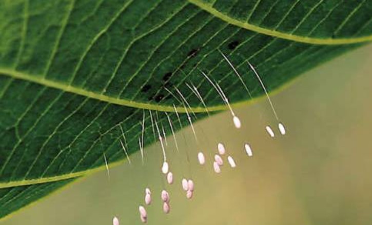 ​会“针灸”的草蛉，你知道吗？ 第2张