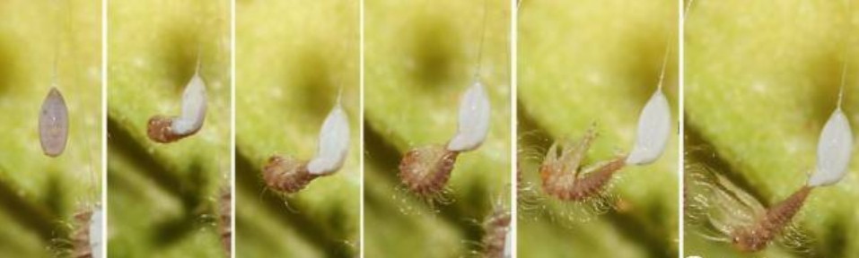 ​会“针灸”的草蛉，你知道吗？ 第3张