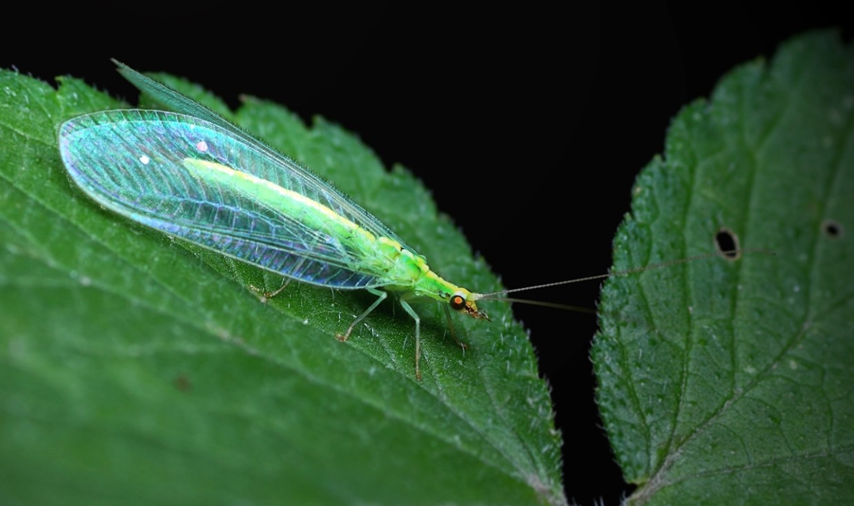 ​会“针灸”的草蛉，你知道吗？ 第1张