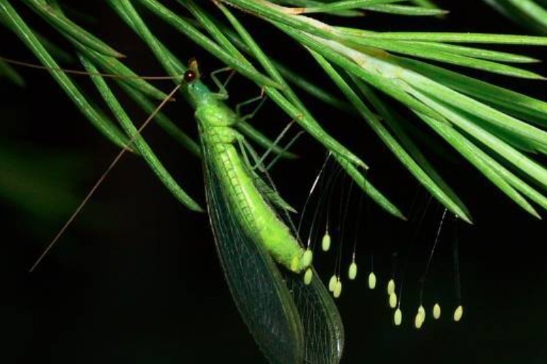 ​会“针灸”的草蛉，你知道吗？ 第5张