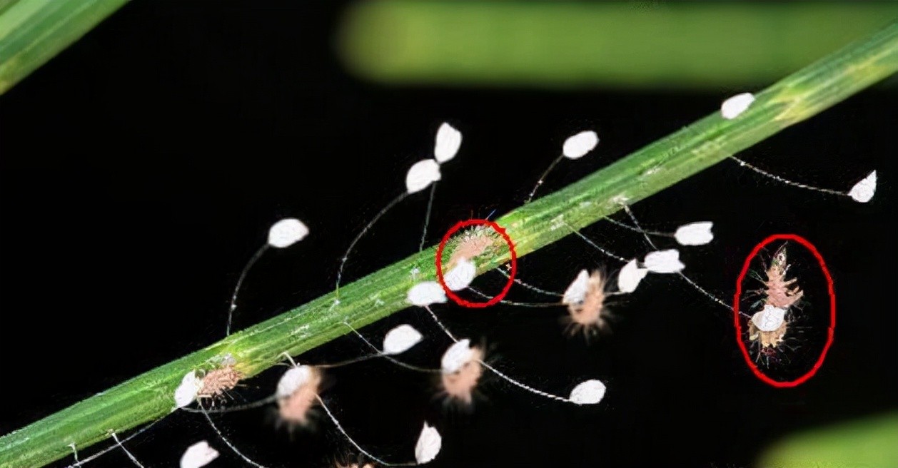 ​会“针灸”的草蛉，你知道吗？ 第4张