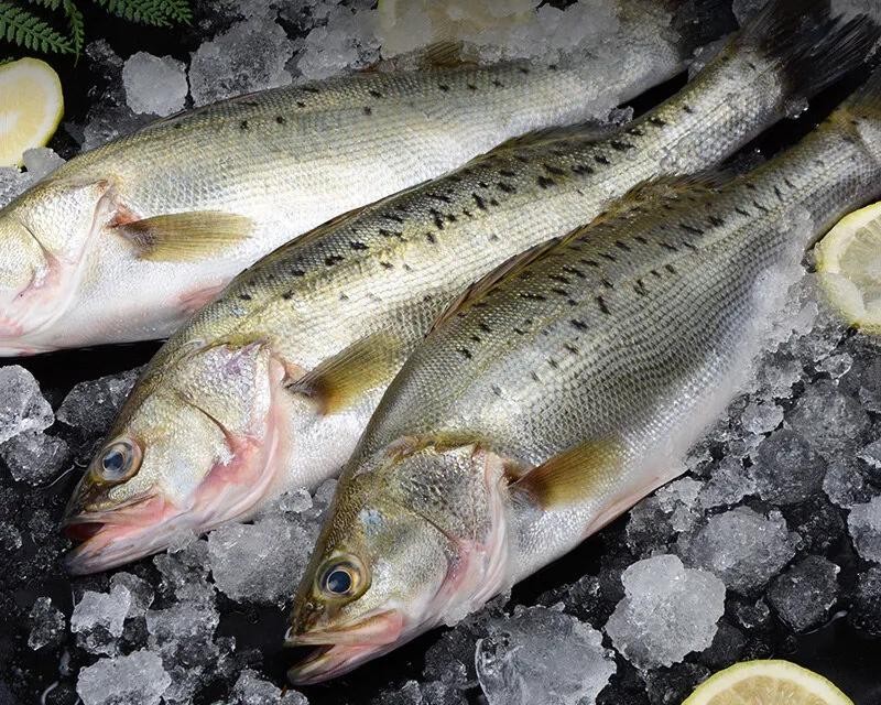年夜饭上吃什么鱼寓意最好?选这5种鱼,寓意吉祥还好吃 第4张 年夜饭上吃什么鱼寓意最好?选这5种鱼,寓意吉祥还好吃 第4张