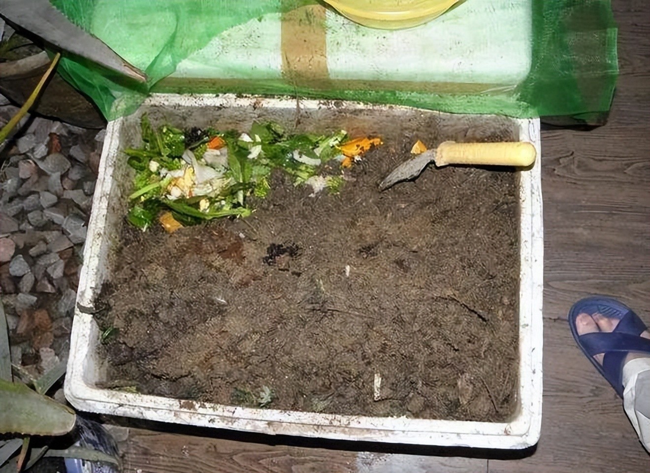 ​蚯蚓钓不完别再扔掉，教你一个在家养蚯蚓的方法，以后钓鱼不用买 第3张