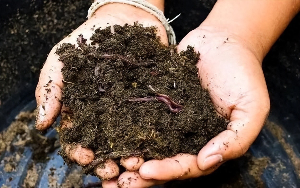 ​蚯蚓钓不完别再扔掉，教你一个在家养蚯蚓的方法，以后钓鱼不用买 第1张