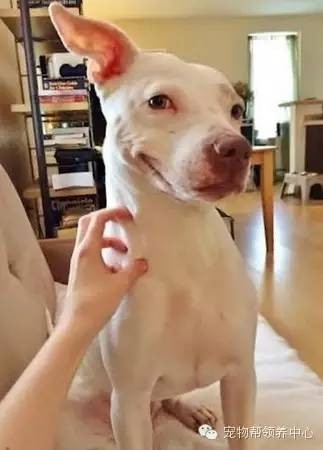 ​12张超治愈的比特犬笑脸，憨傻呆萌的样子打破对其凶残的误解！ 第5张