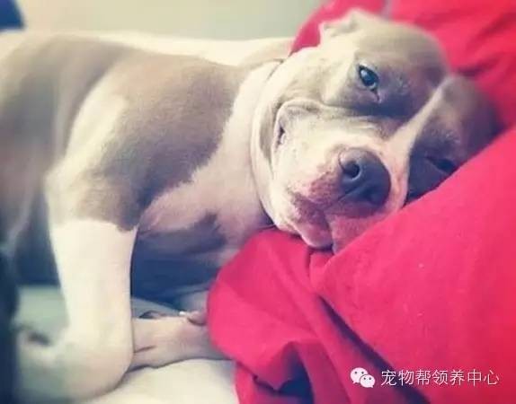 ​12张超治愈的比特犬笑脸，憨傻呆萌的样子打破对其凶残的误解！ 第9张