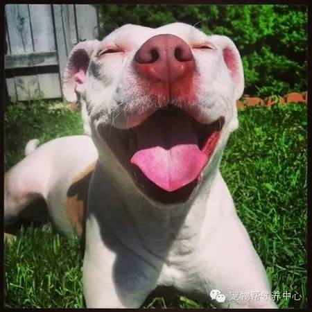 ​12张超治愈的比特犬笑脸，憨傻呆萌的样子打破对其凶残的误解！ 第3张