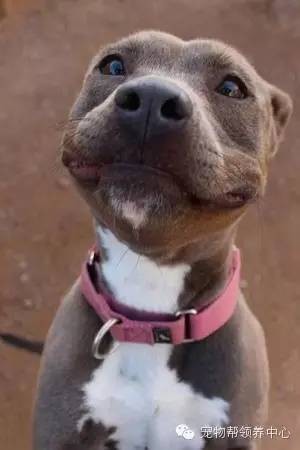 ​12张超治愈的比特犬笑脸，憨傻呆萌的样子打破对其凶残的误解！ 第8张