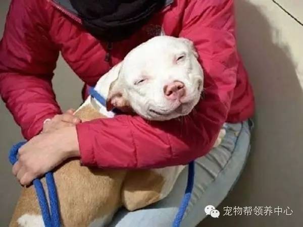 ​12张超治愈的比特犬笑脸，憨傻呆萌的样子打破对其凶残的误解！ 第1张