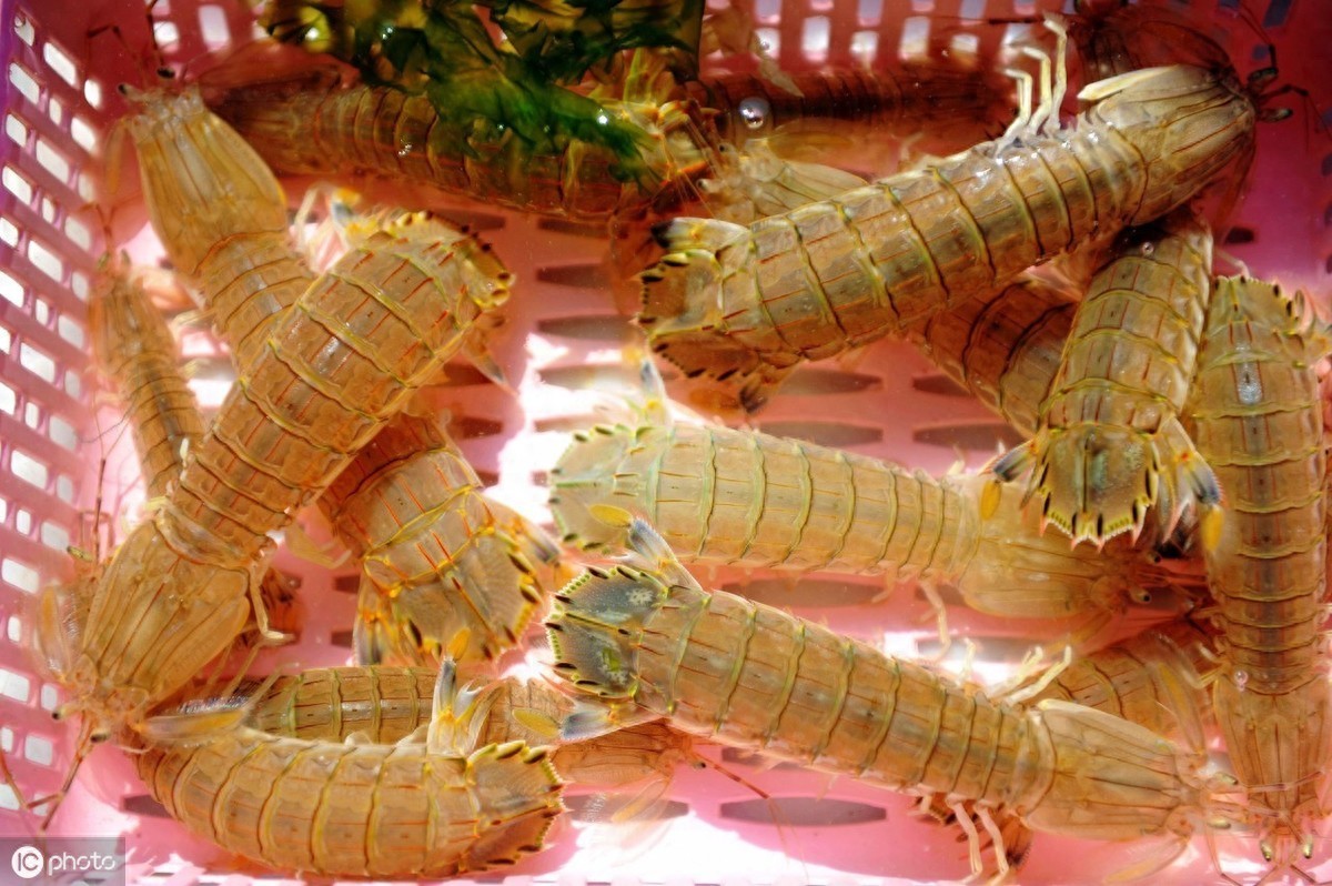 ​皮皮虾是什么意思？其实就是一道美食哦 第1张