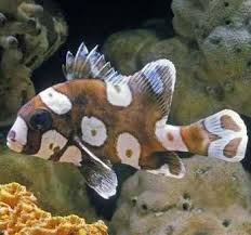 斑胡椒鲷为何得名 第1张 斑胡椒鲷为何得名 第1张