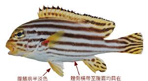 斑胡椒鲷为何得名 第2张 斑胡椒鲷为何得名 第2张